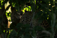 Nxabega