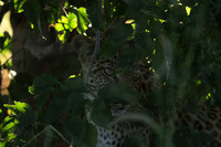 Nxabega