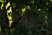 Nxabega