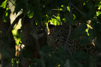 Nxabega