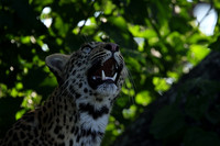 Nxabega