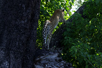 Nxabega
