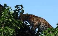 Nxabega