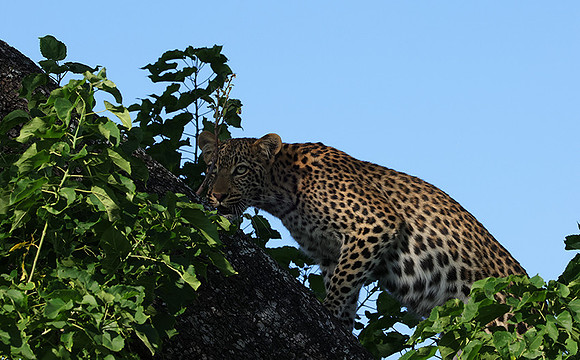 Nxabega