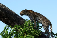 Nxabega