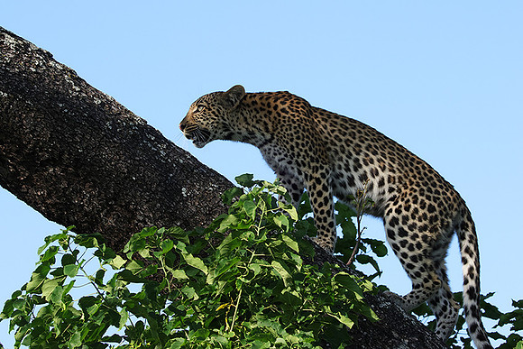 Nxabega
