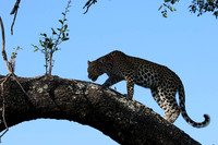 Nxabega
