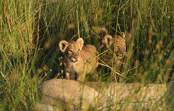 Nxabega