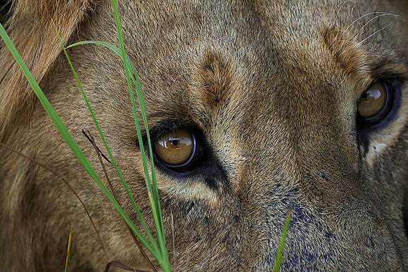 Xigera
