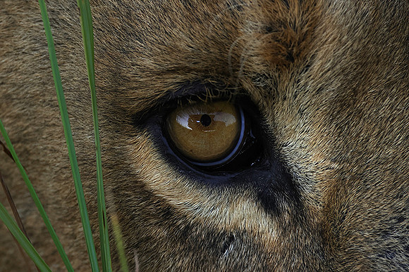 Xigera
