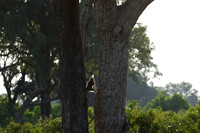 Verwet monkey