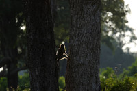 Verwet monkey