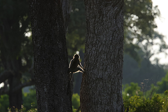 Verwet monkey