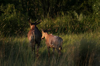 Nxabega