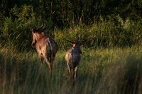 Nxabega