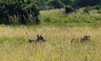 Savuti
