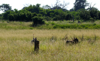 Savuti