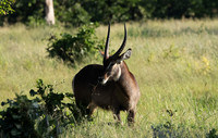 Savuti