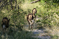 Savuti