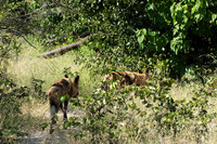 Savuti