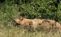 Savuti