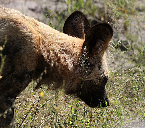 Savuti