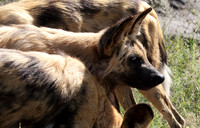 Savuti