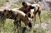 Savuti