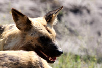 Savuti