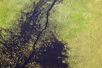 Delta of Okavango