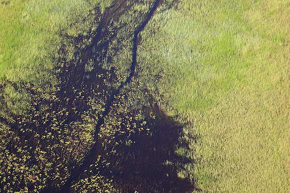 Delta of Okavango