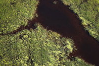 Delta of Okavango