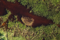 Delta of Okavango