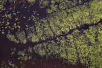 Delta of Okavango