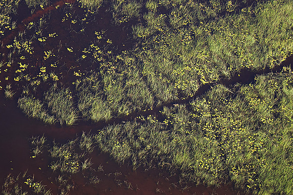 Delta of Okavango