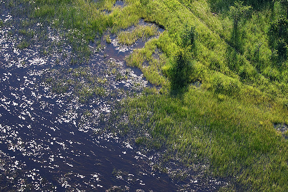 Delta of Okavango