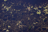 Delta of Okavango
