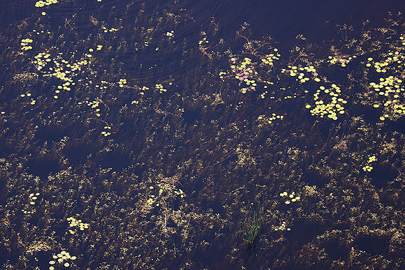 Delta of Okavango