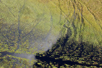 Delta of Okavango