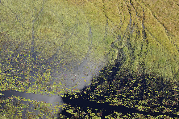 Delta of Okavango
