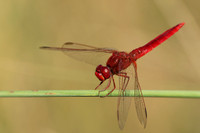 Xigera