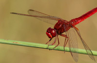Xigera