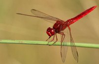 Xigera
