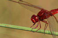 Xigera