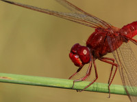 Xigera