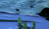 From the Jacana hide...