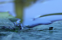 From the Jacana hide...