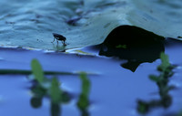 From the Jacana hide...