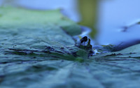 From the Jacana hide...