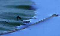 From the Jacana hide...